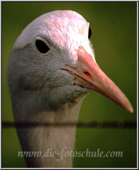 Gefangener_trauriger_Vogel.jpg - Guckst Du? Im Zoo Anfang der 80er. Meine ersten Tele-Übungen.