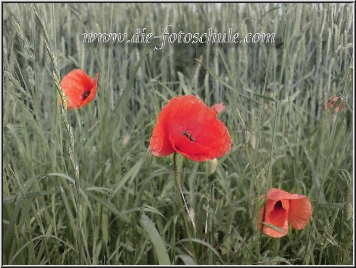 Mohnblumen_fotoschule.jpg - Mohnblumen, aufgenommen mit dem Fothandy K800i und nachträglich alles etwas entfärbt, ausser den Blümchen.