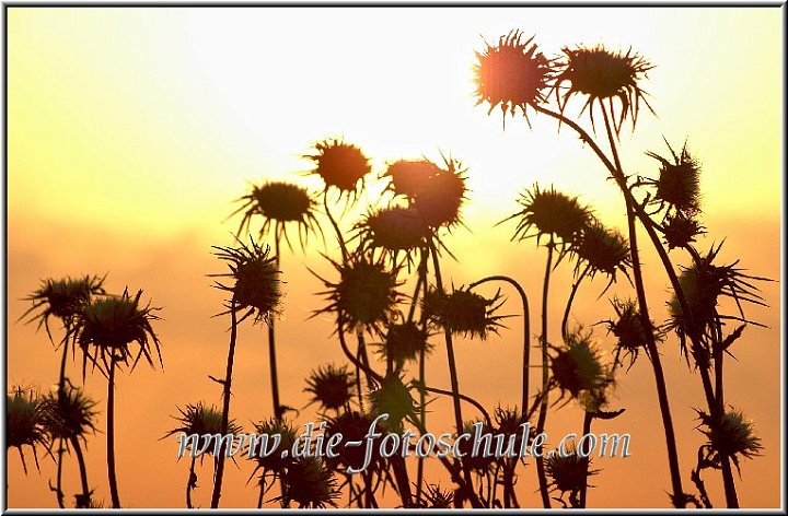 Ralfonso_Fotoschule_28.jpg - Abendliche Stimmung aus dem südlichen Teil Cecinas, im Naturschutzgebiet. Mit 300mm Tele direkt in die Sonne....