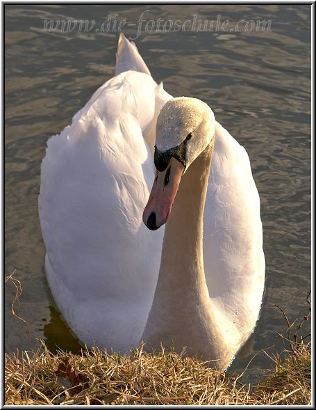 SchwanSchiffshebewerkHenrichenburg__.jpg - Schwan