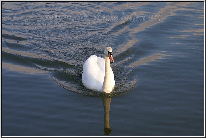 SchwanSchiffshebewerkHenrichenburgschwimmend.jpg - Noch ein Schwan