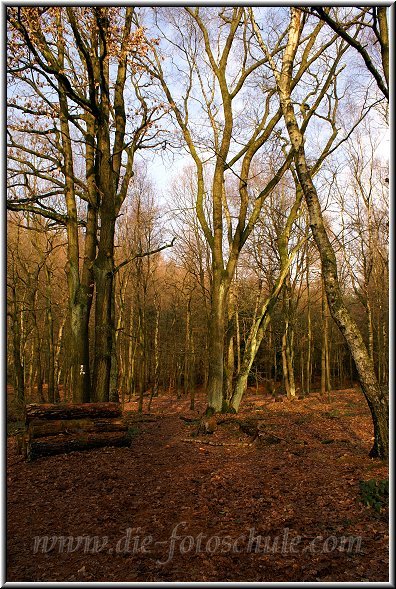 Wald_Oer_.jpg - Herbst im Wald bei Oer Erkenschwick