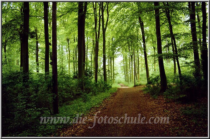 Wald_Ratekau.jpg - Frühjahr 1984 in Ratekau