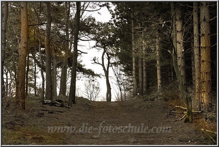 WinterwaldohneSchnee.jpg - In der Haardt bei Marl