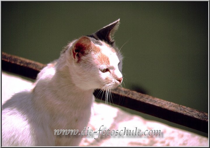 katze.jpg - Kätzchen in Venedig