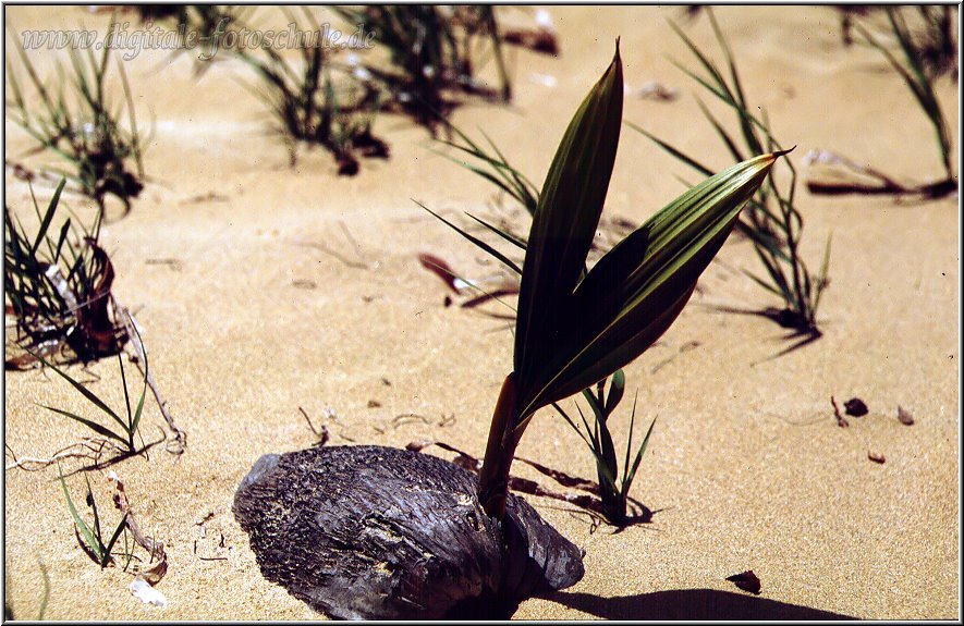 Aus der Fotoserie Karibik, entstanden an der Playa Bonita auf Samana