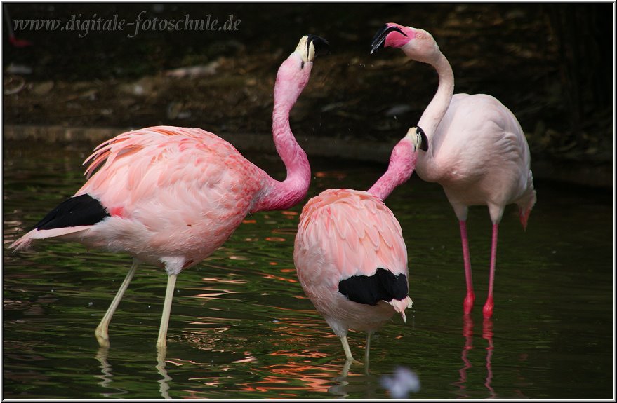 Flamingozoff