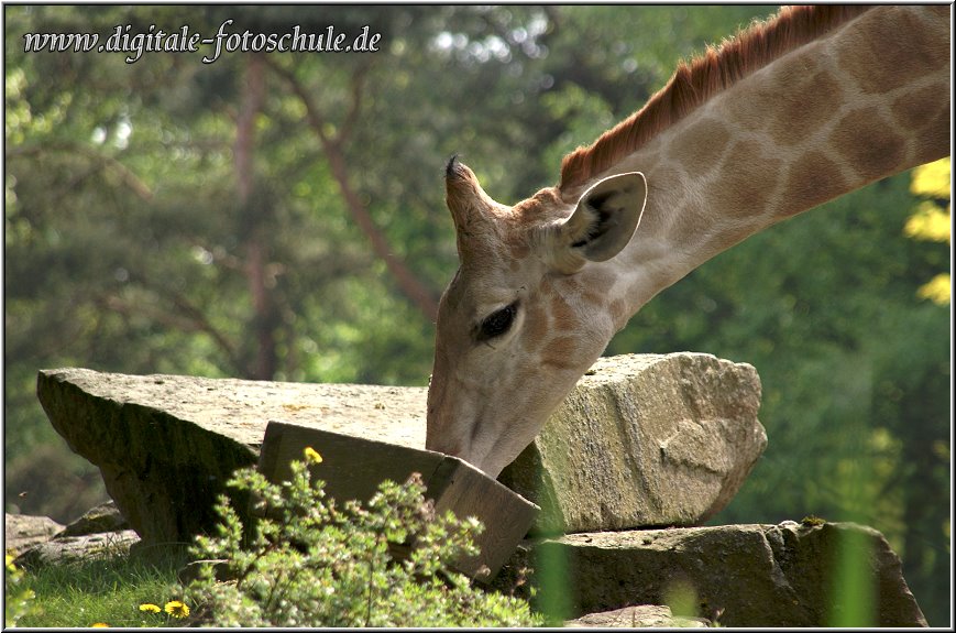 Giraffe_0002