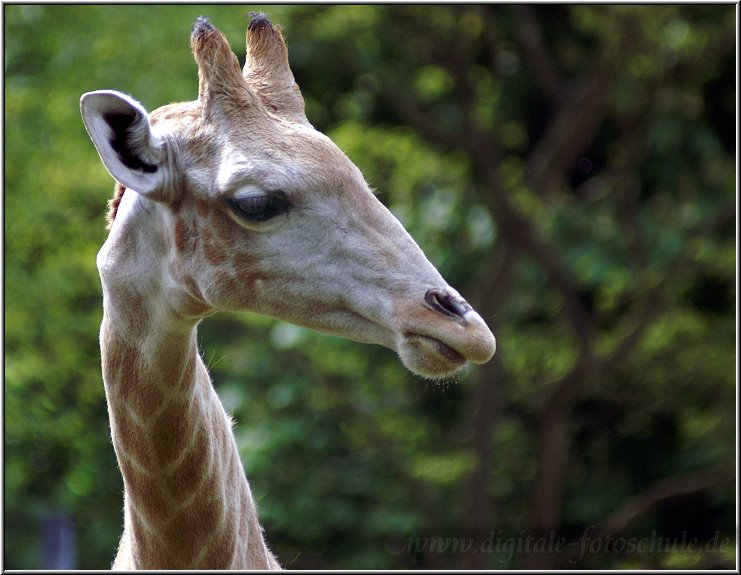 Giraffe_0004