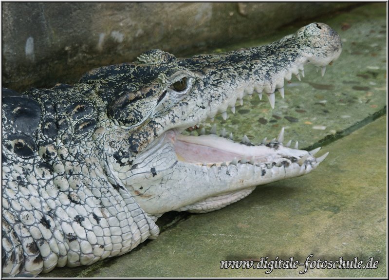 Krokodil_Die_Fotoschule