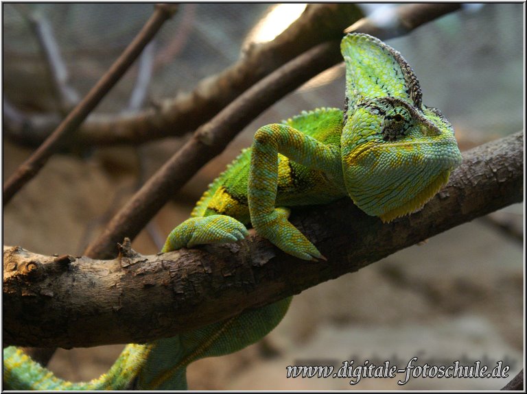 Leguan_01_Die_Fotoschule