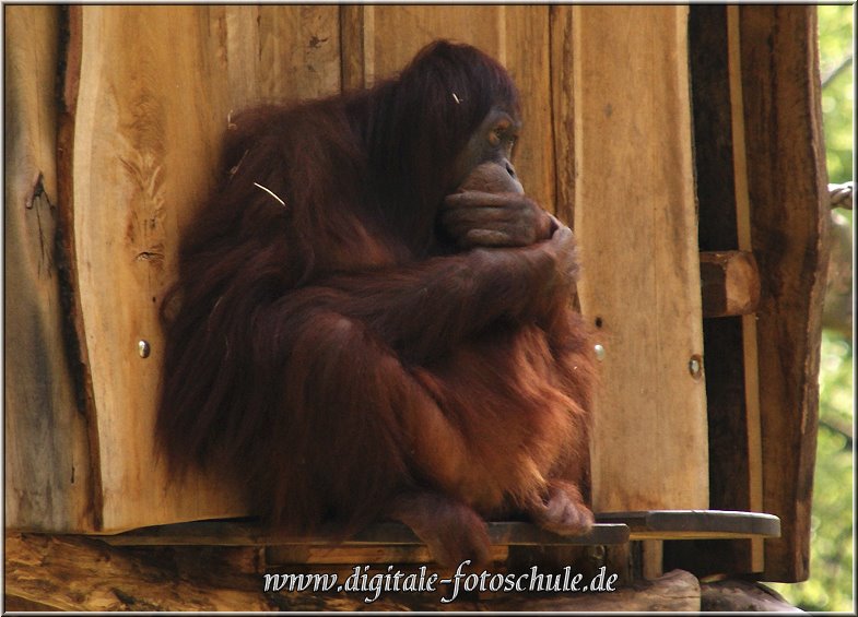 Orang_2009_DigitalFotogalerie_001