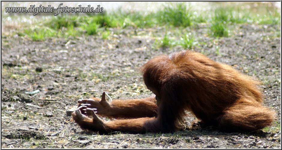 Orang_2009_DigitalFotogalerie_002