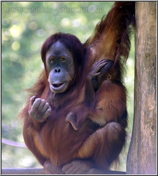 Orang_2009_DigitalFotogalerie_003