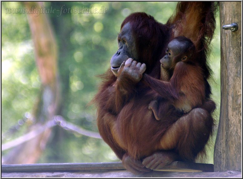 Orang_2009_DigitalFotogalerie_004