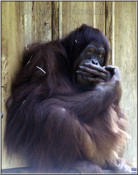 Orang_2009_DigitalFotogalerie_005