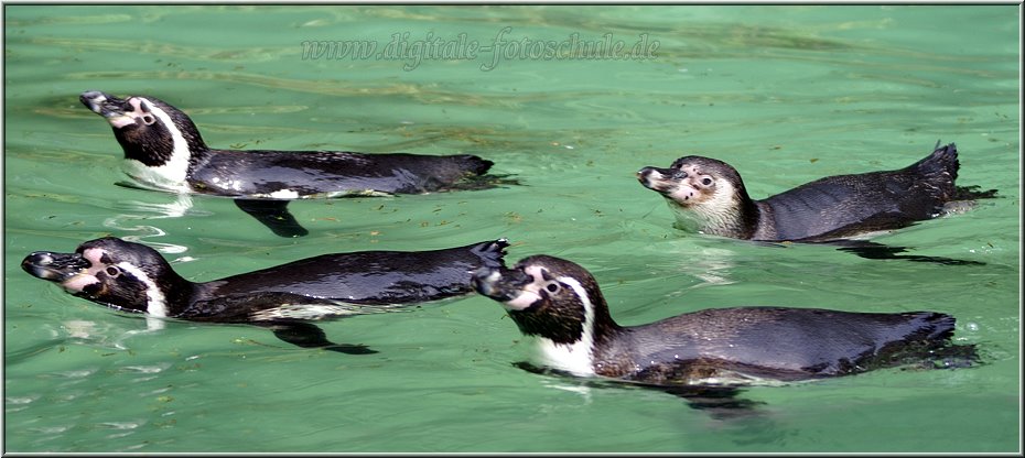 Pinguine_2009_001