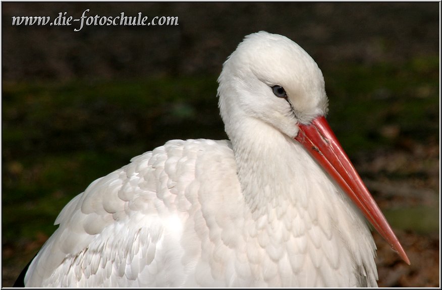 Storch