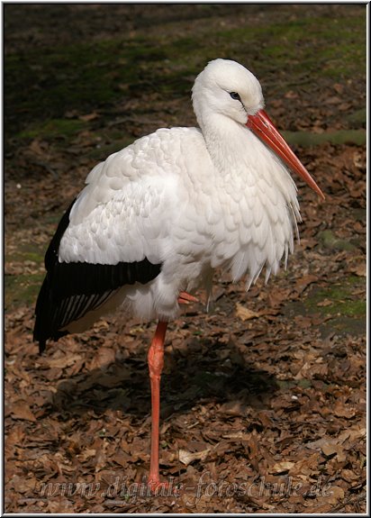 Storch2