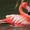 Flamingobad