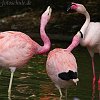 Flamingozoff