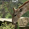 Giraffe_0002