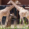 Giraffe_0003