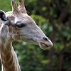 Giraffe_0004