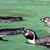 Pinguine_2009_001