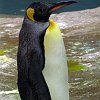 Pinguine__1