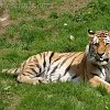 Tiger_Wup_1