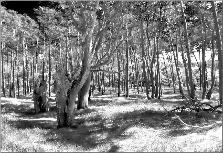 Weststrand_2012_005_sw