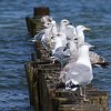 zingst_strand_007