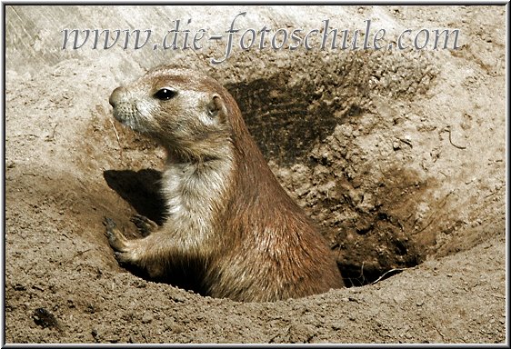 Erdmnnchen im Vogelpark Marlow